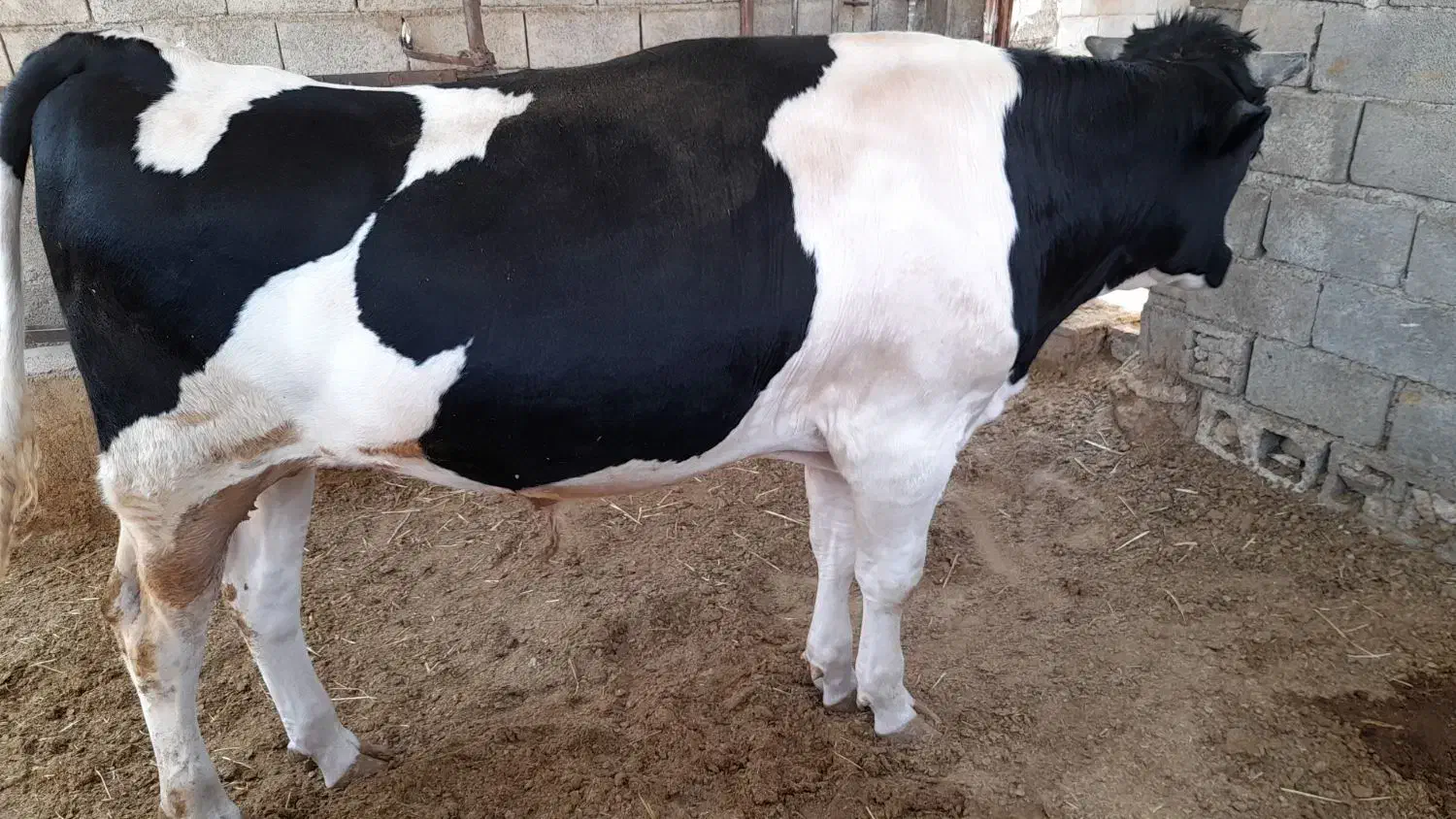 گوساله نر چاق|حیوانات مزرعه|شیراز, زرگری|دیوار