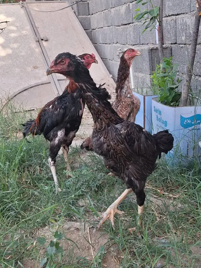مرغ و خروس اوشامو افغان معاوضه با انگشتر نقره|حیوانات مزرعه|هشتگرد, هشتگرد قدیم|دیوار