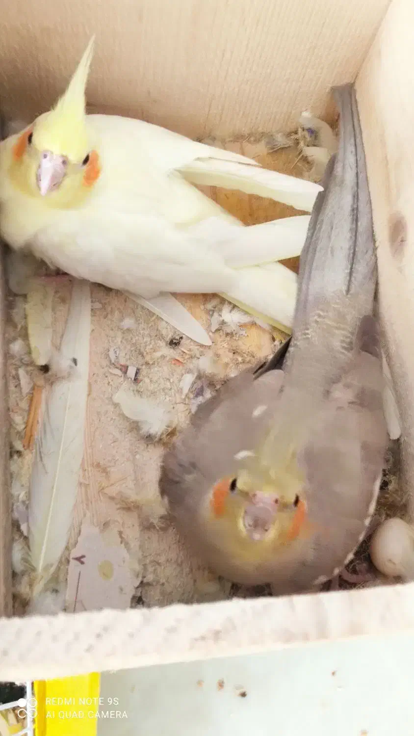 دو عدد پرنده عروس هلندی|پرنده|رشت, کوی مهر|دیوار