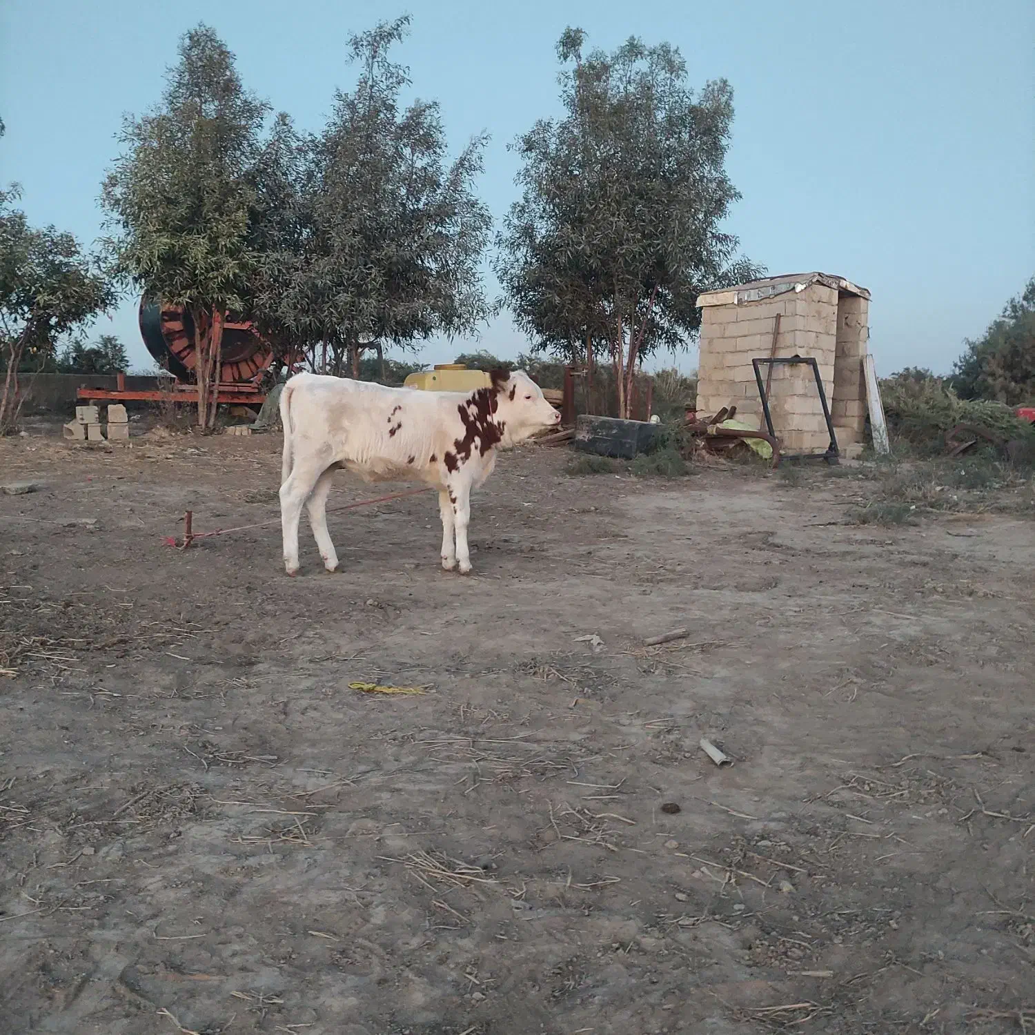 یک راس گاو گوساله دار|حیوانات مزرعه|گنبد کاووس, |دیوار