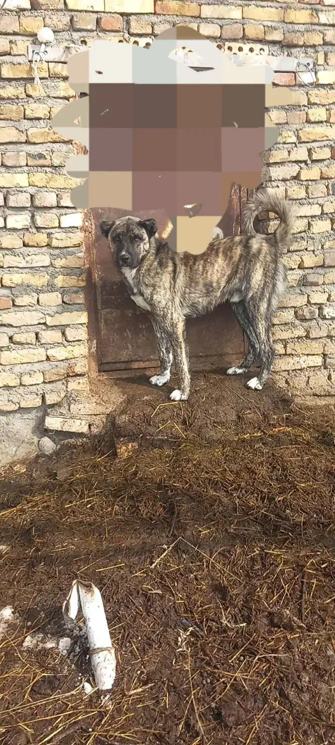 سگ سرابی|سگ|فیرورق, |دیوار