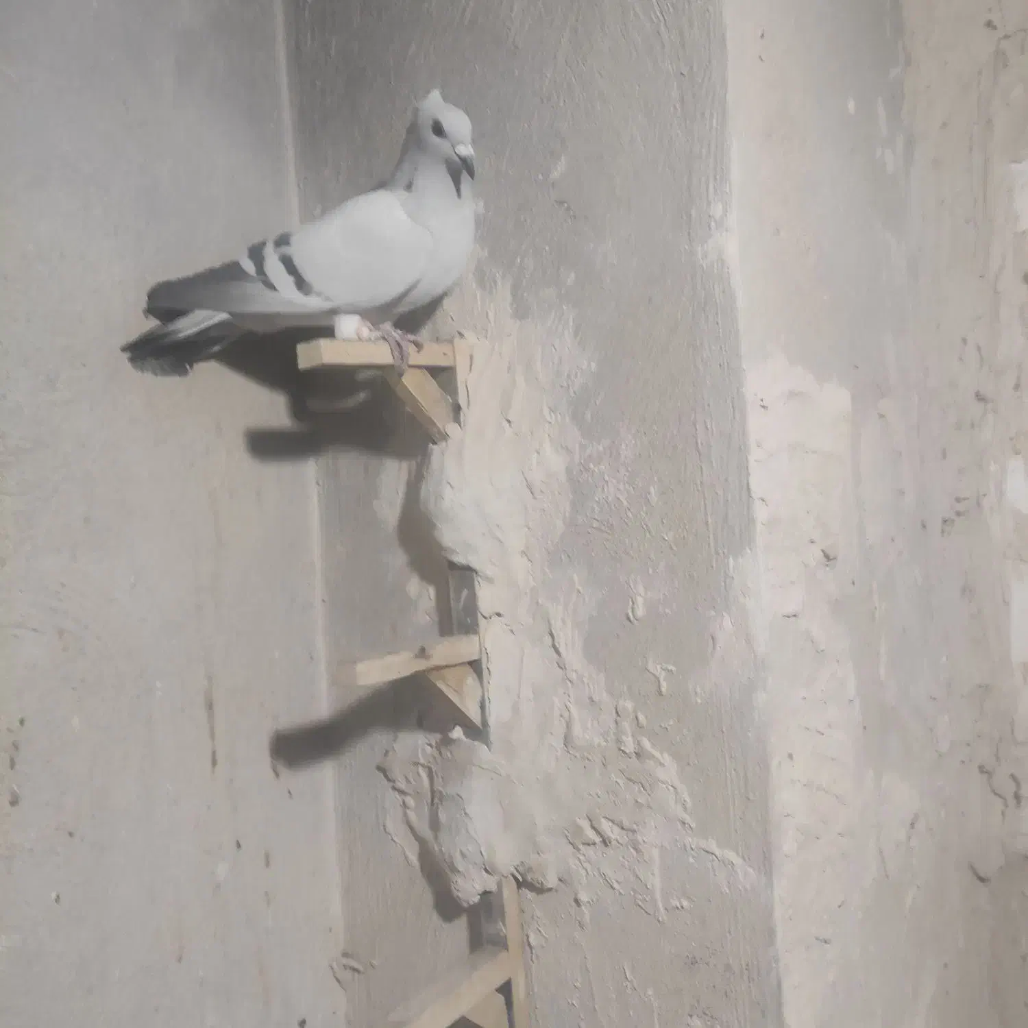 سبز کلاغ کلاهی|پرنده|کرمان, |دیوار