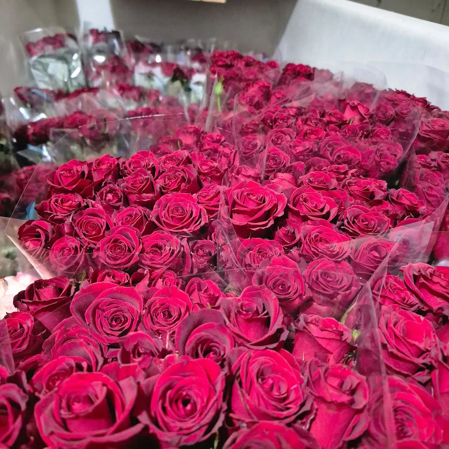 پخش بدون واسطه گل رز هلندی در تهران|گل و گیاه طبیعی|ری, بازار گل خاوران|دیوار