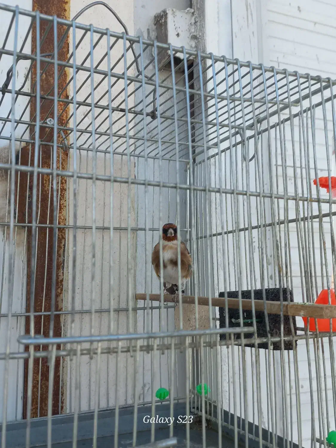 سهره|پرنده|کبودرآهنگ, |دیوار