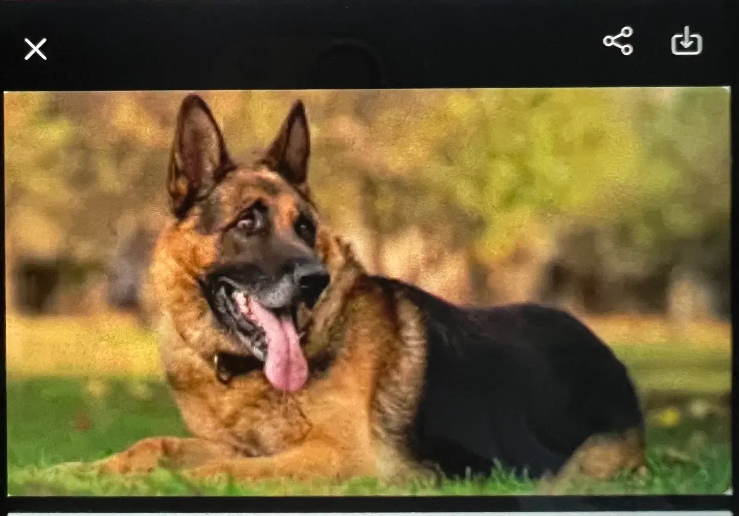 سگ ژرمن نر و ماده|سگ|رباط‌کریم, رباط‌کریم|دیوار