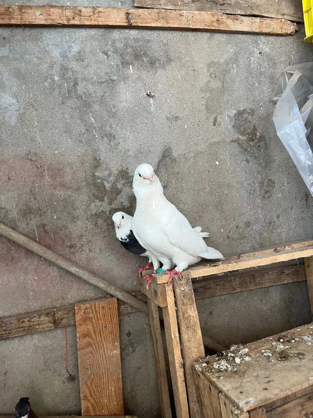 کبوتر سفید کله پفکی|پرنده|قائم‌شهر, |دیوار