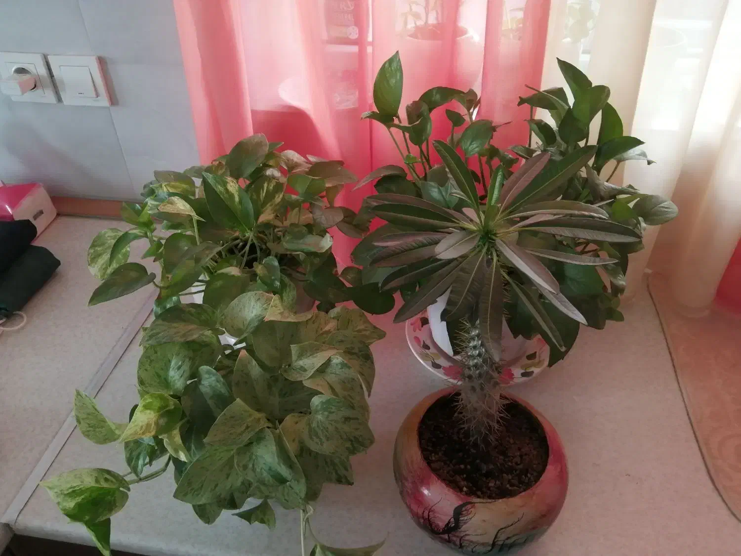 گل و گلدانهای زیبا|گل و گیاه طبیعی|کرمانشاه, |دیوار