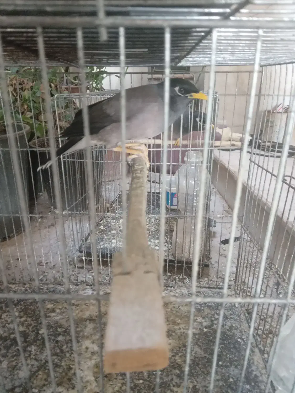 مینا سخنگو|پرنده|یزد, |دیوار