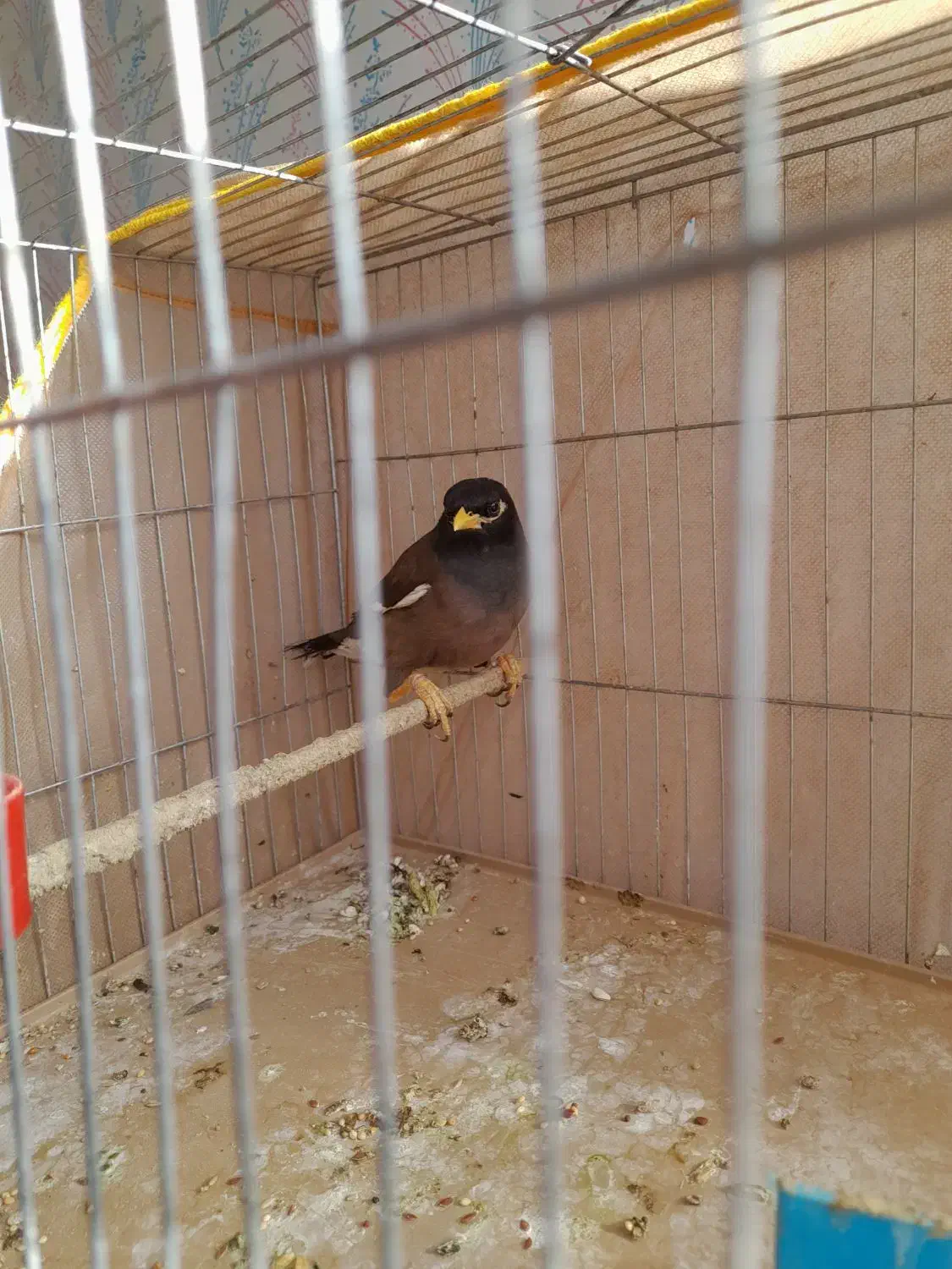 مرغ مینا|پرنده|کرمان, |دیوار