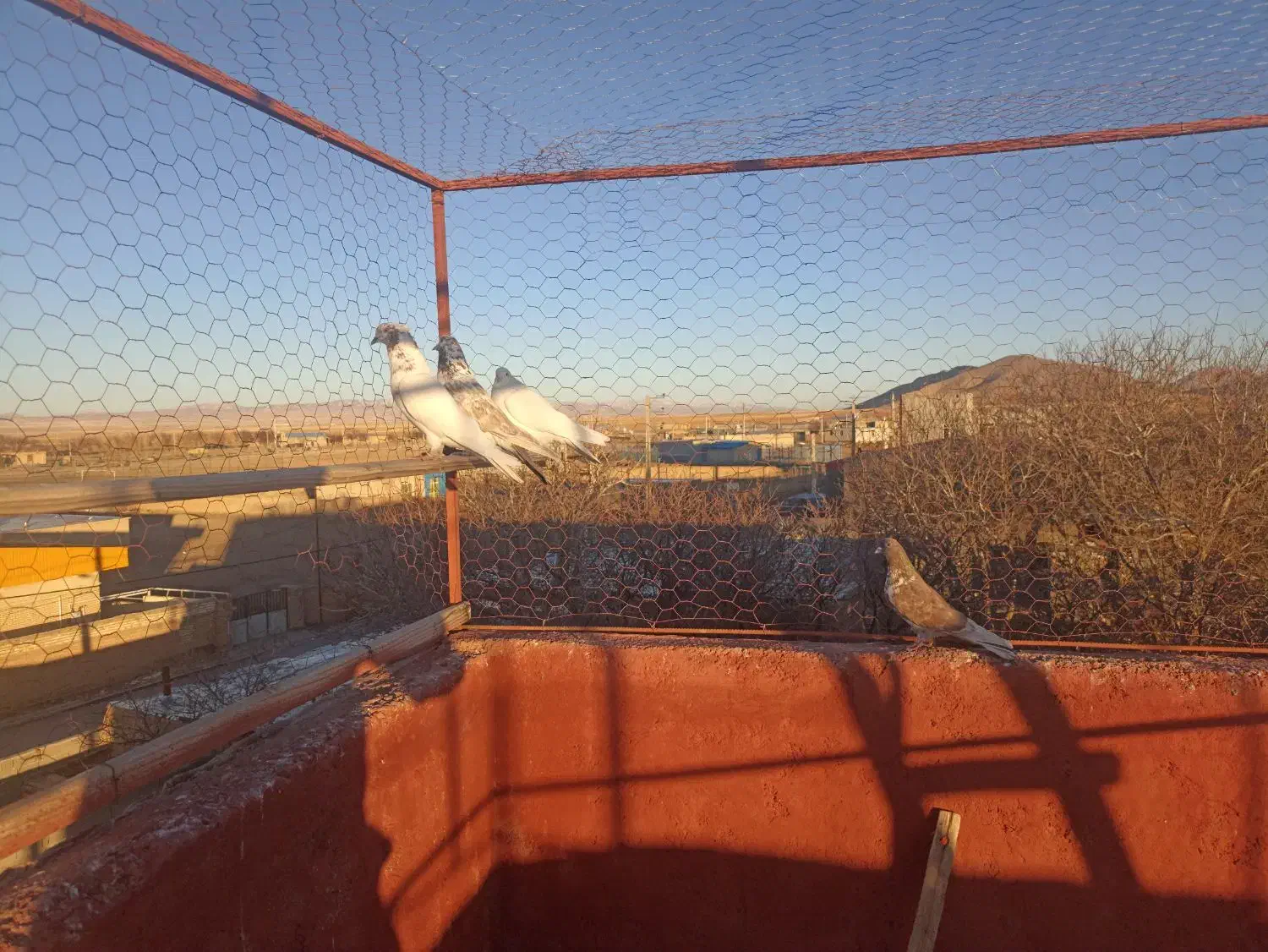 کفتر پرشی|پرنده|بزینه رود, |دیوار