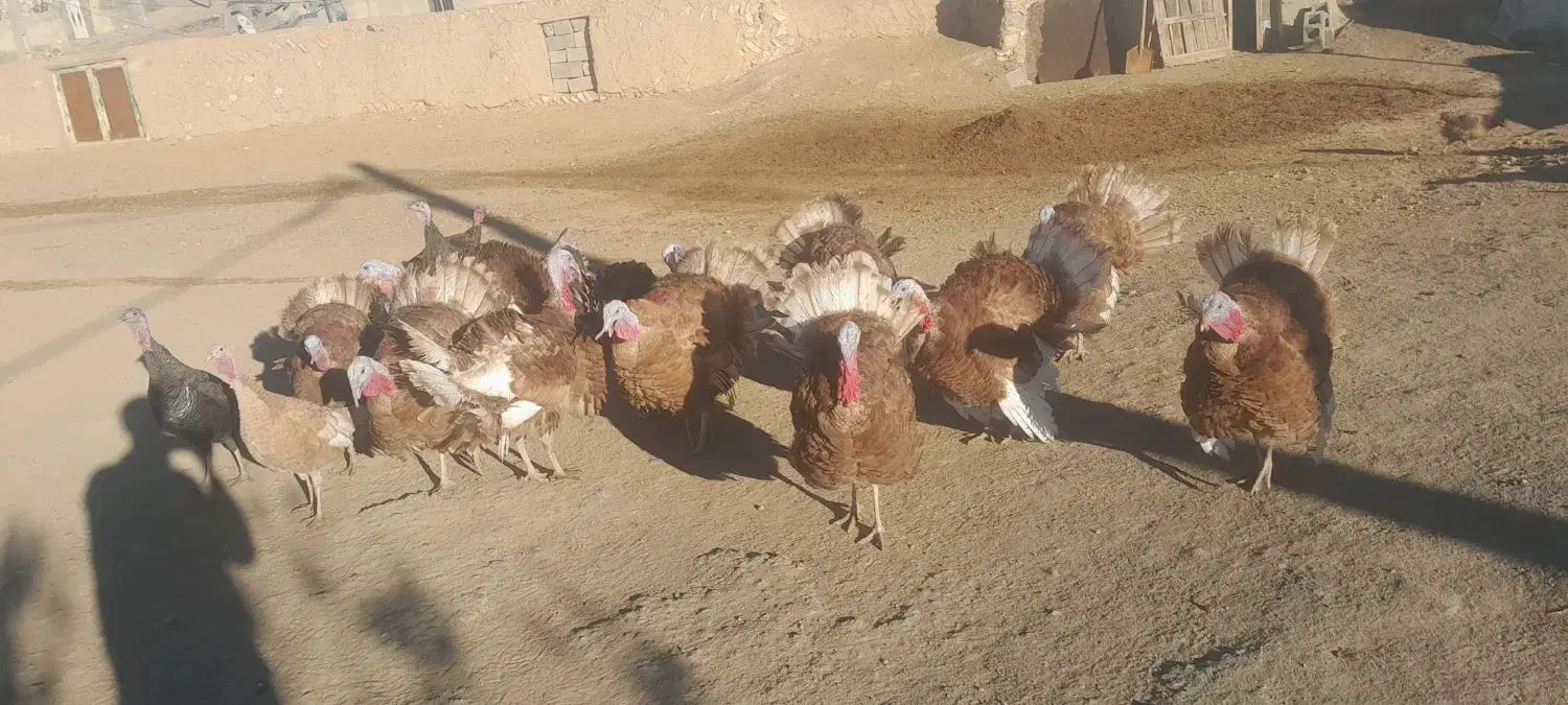 بوقلمون|حیوانات مزرعه|دیواندره, |دیوار