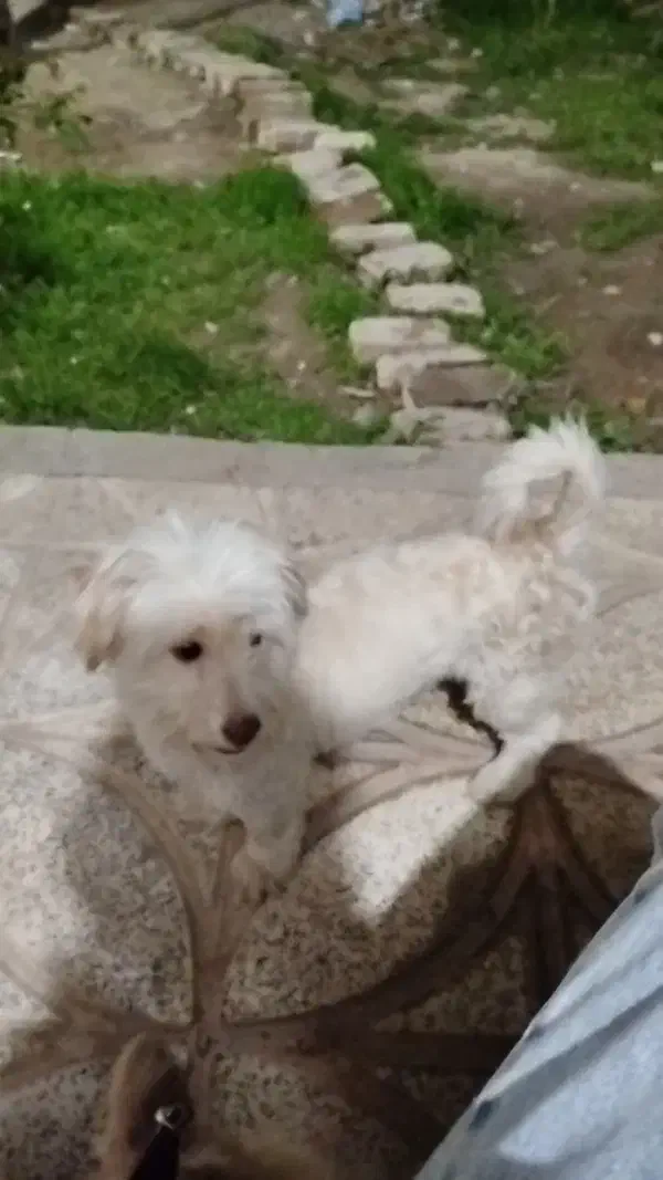 سگ پا کوتاه|سگ|پیشوا, |دیوار