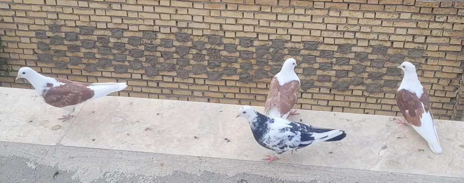 دوکت قاب معاوضه با طوق هفت رنگ|پرنده|بروجن, |دیوار