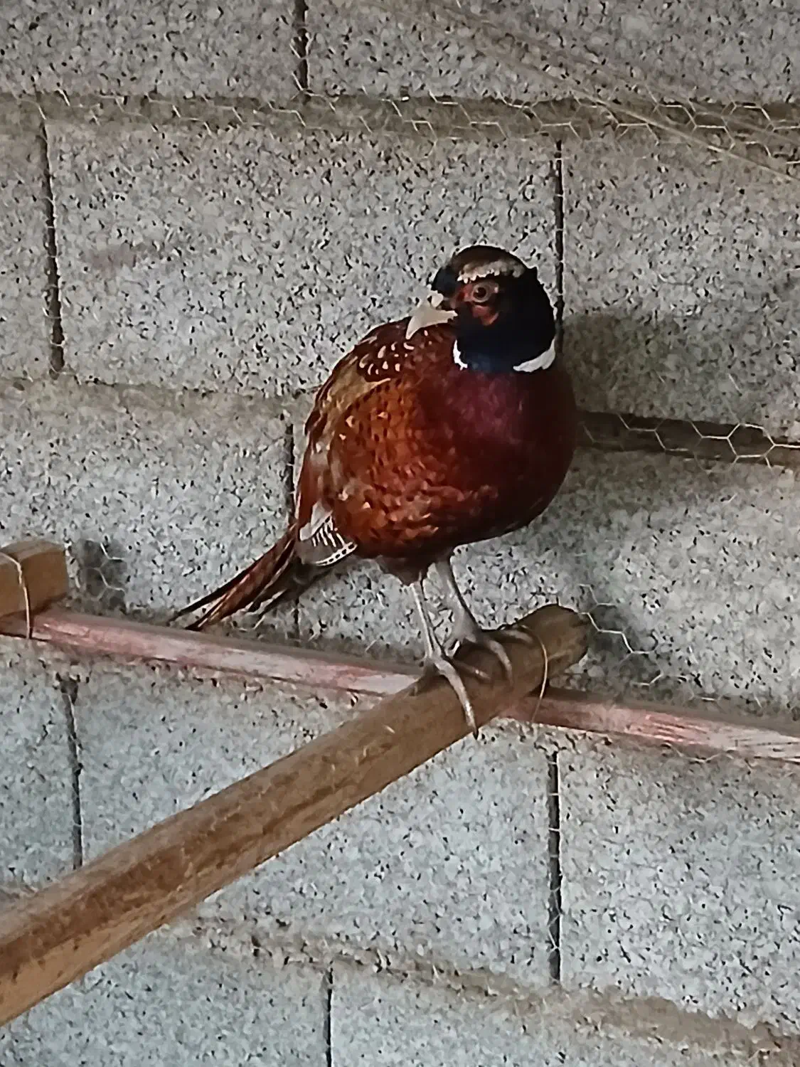 زیبا|حیوانات مزرعه|چاف و چمخاله, |دیوار