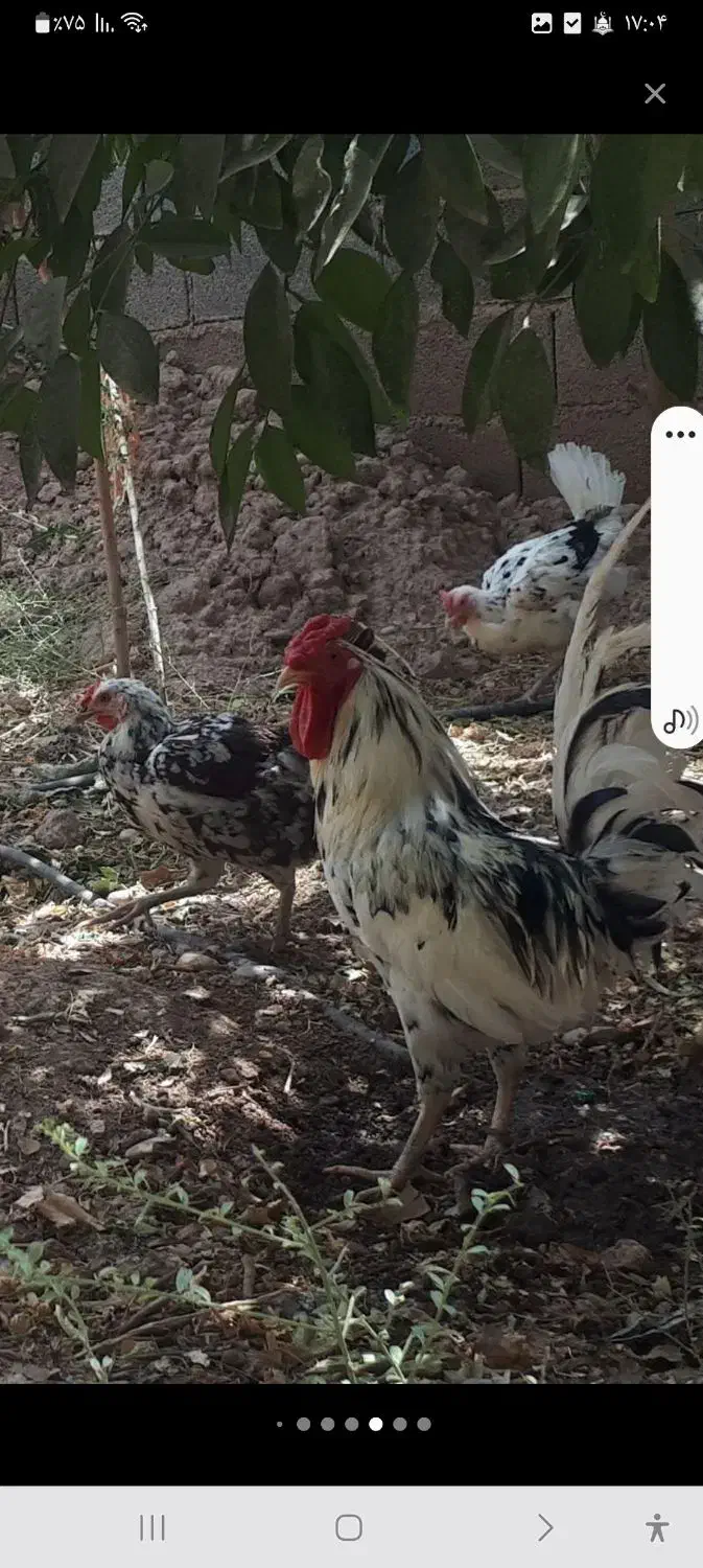 تخم مرغ گلین|حیوانات مزرعه|دزفول, |دیوار