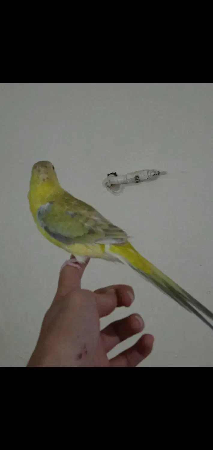 یک عدد طوطی اوازه خوان نر جوان آماده دستی و ...|پرنده|ابهر, |دیوار