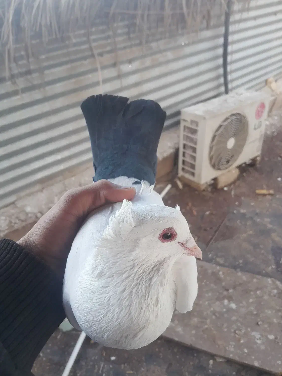 دم سیاه|حیوانات|زرند, |دیوار