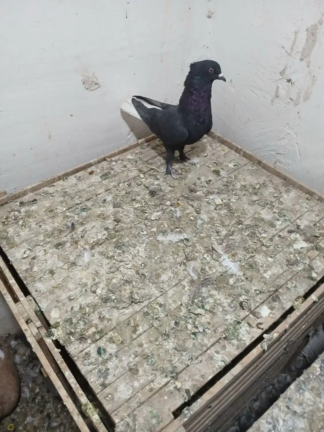 کفتر دمسفید|پرنده|مرودشت, مجد آباد|دیوار