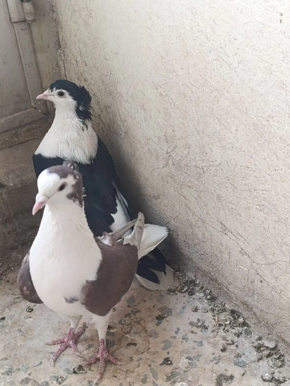 تعدادی دمگیر کار درست|پرنده|خمینی‌شهر, |دیوار