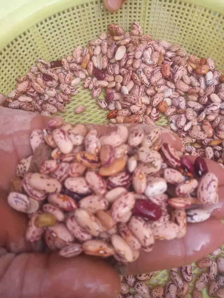لوبیا چیتی بومی افغان|خوردنی و آشامیدنی|قم, شهرک فاطمیه|دیوار