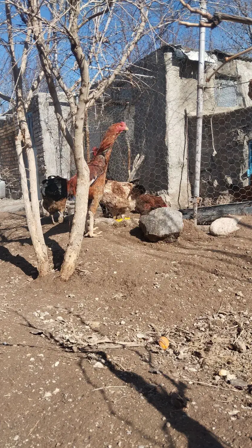 خروس لاری|حیوانات مزرعه|مشگین شهر, |دیوار