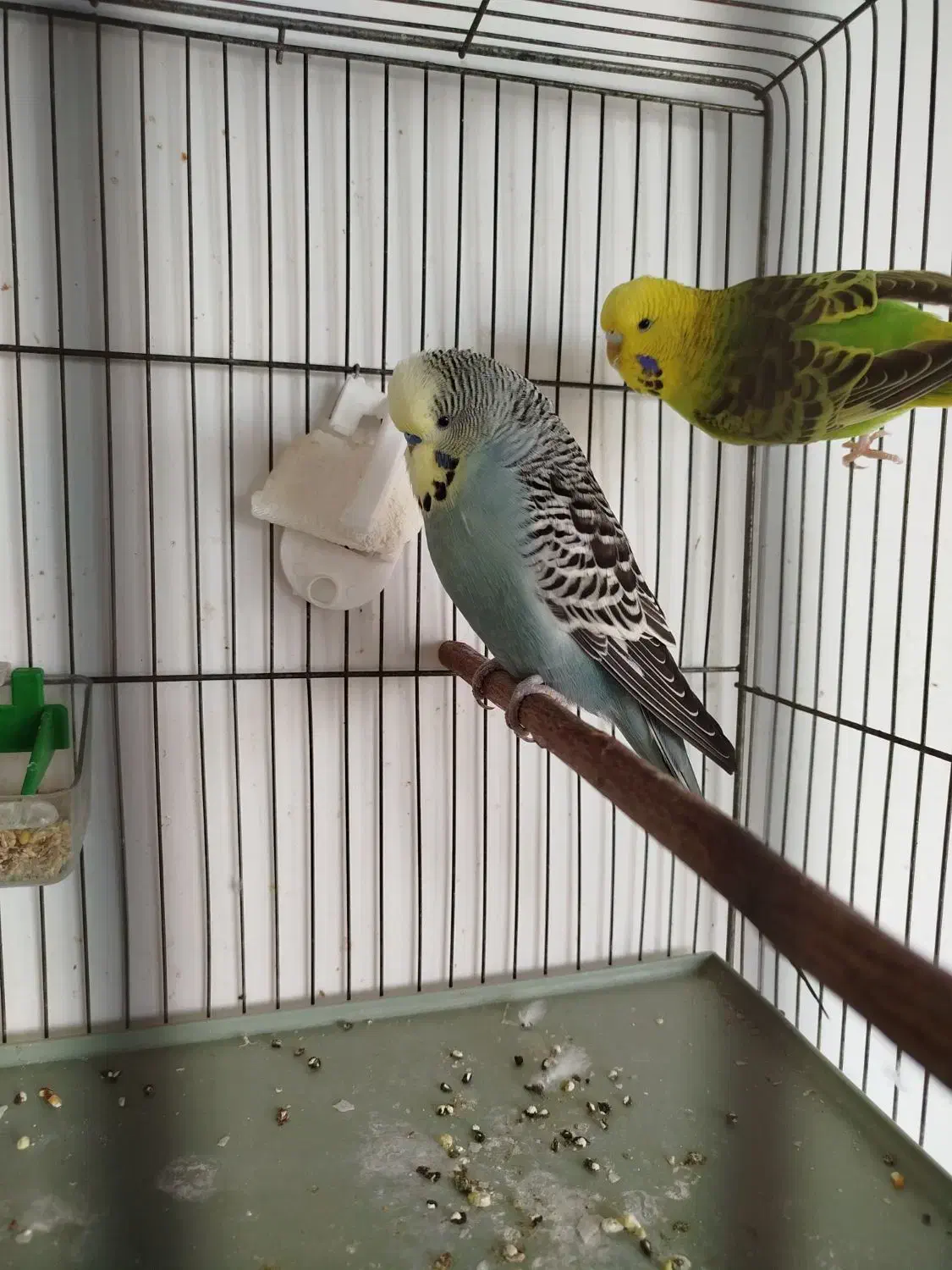 مرغ عشق انگلیسی|پرنده|محمدشهر, ولدآباد بزرگ|دیوار