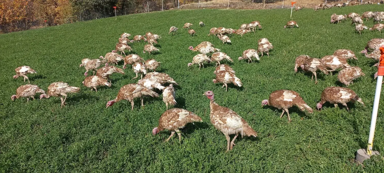 بوقلمون بوربون ماده (قەلە می سوور)|حیوانات مزرعه|بانه, |دیوار