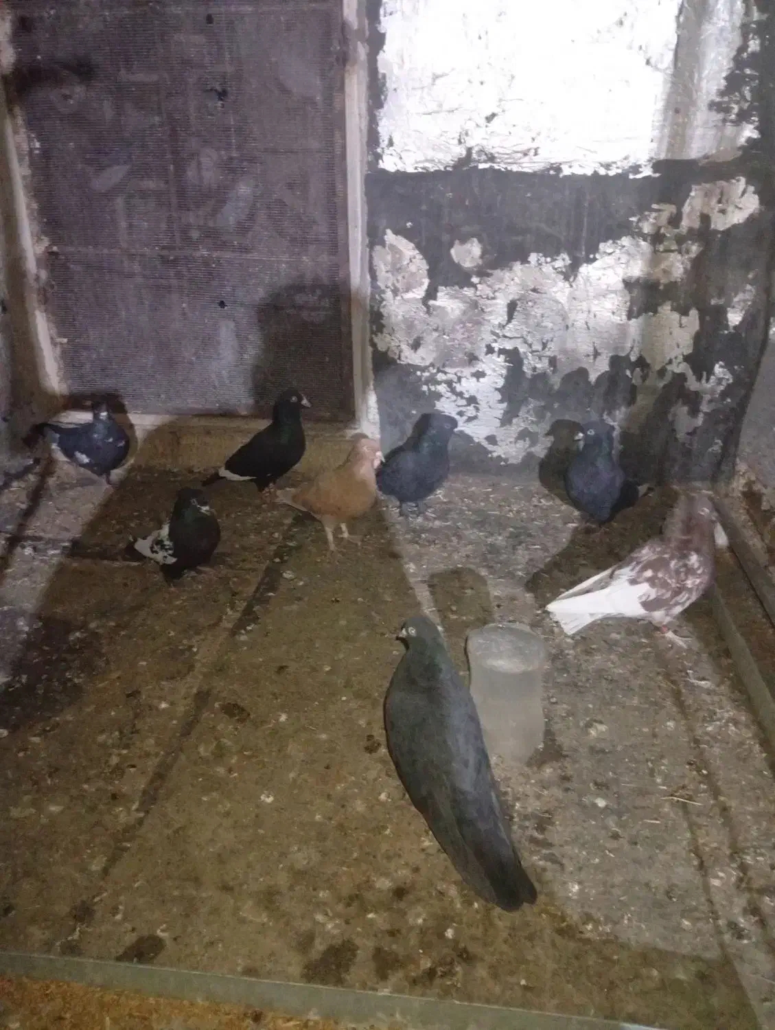 فروش تعداد کفتر بهبهانی|پرنده|مرودشت, ابوذر شمالی|دیوار