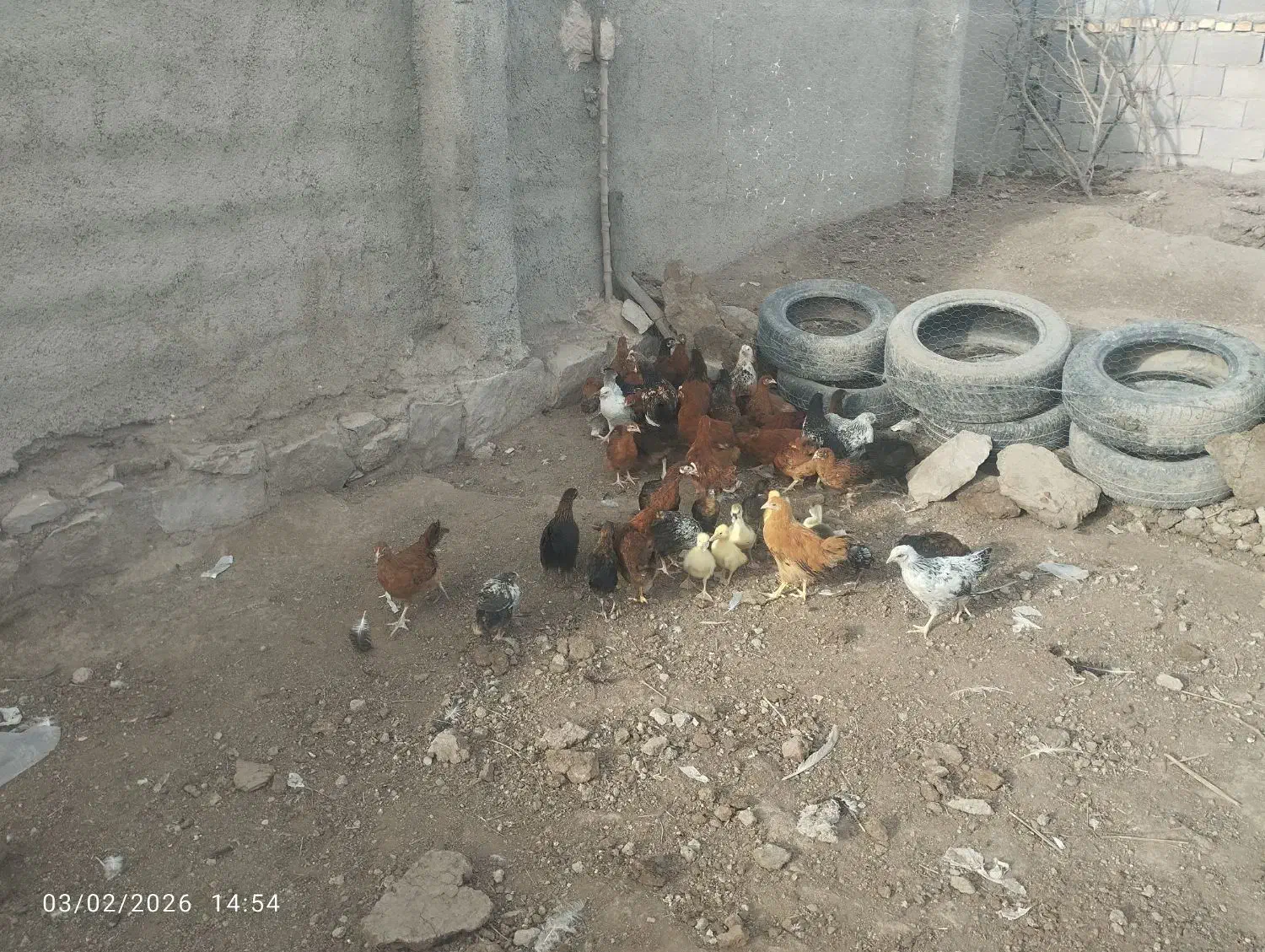 جوجه مرغ|حیوانات مزرعه|سیدآباد, |دیوار