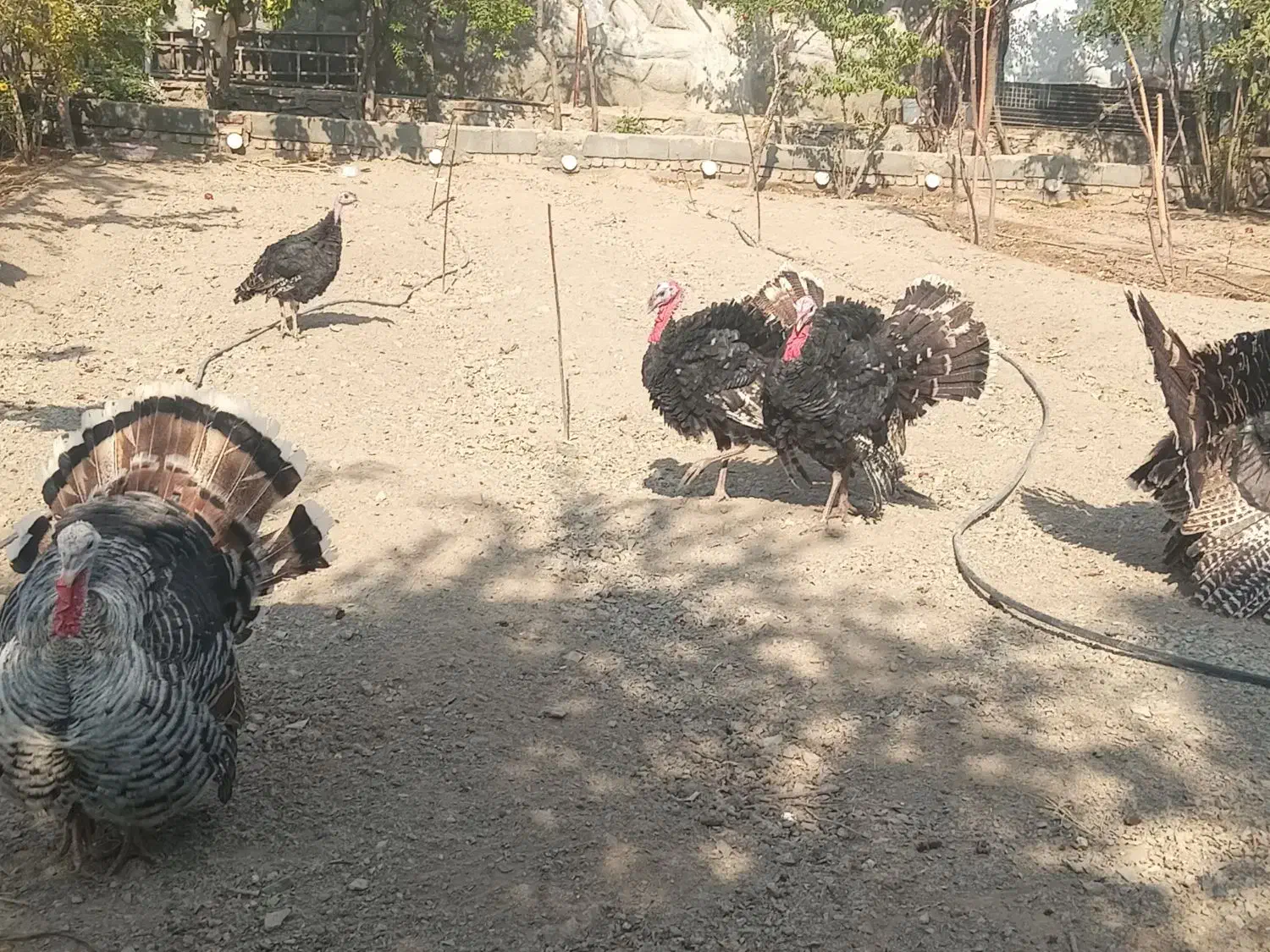 بوقلمون آماده تخم گذاری|حیوانات مزرعه|بیرجند, |دیوار