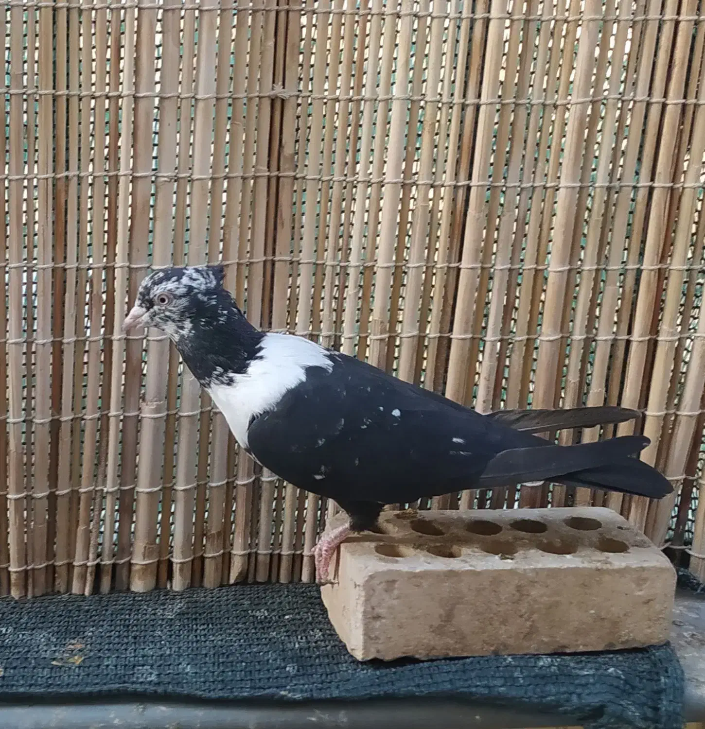 کلاغ رسمی قناری|پرنده|مشهد, ادیب نیشابوری (شهرک غرب)|دیوار