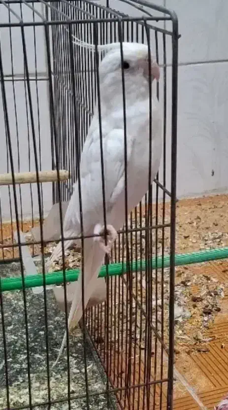 عروس هلندی ماده شش تخمه  معاوضه با سهره یا قناری|پرنده|ایذه, |دیوار