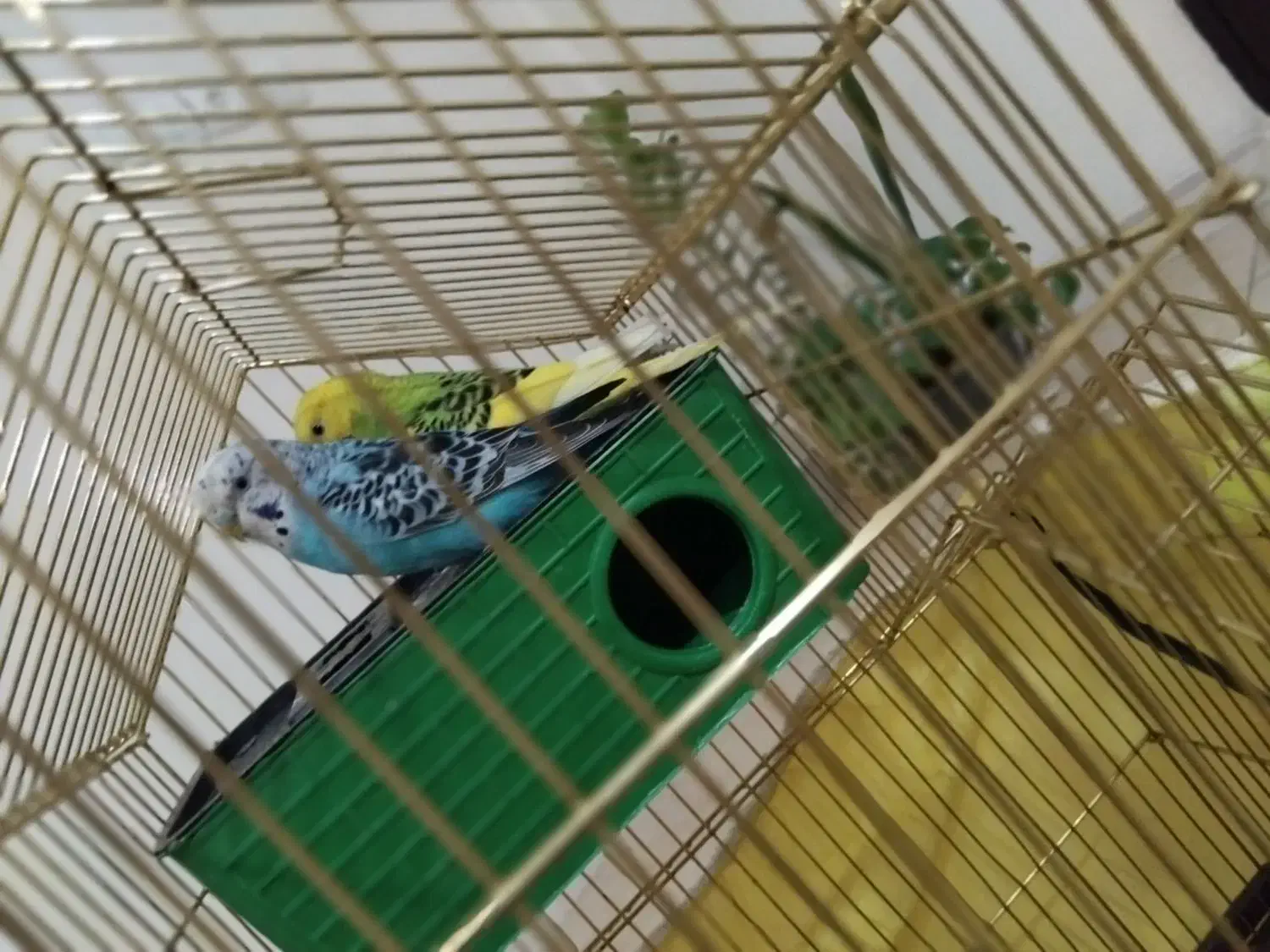 یک جفت مرغ عشق آماده تخم گذاری|پرنده|چهاردانگه (تهران), |دیوار