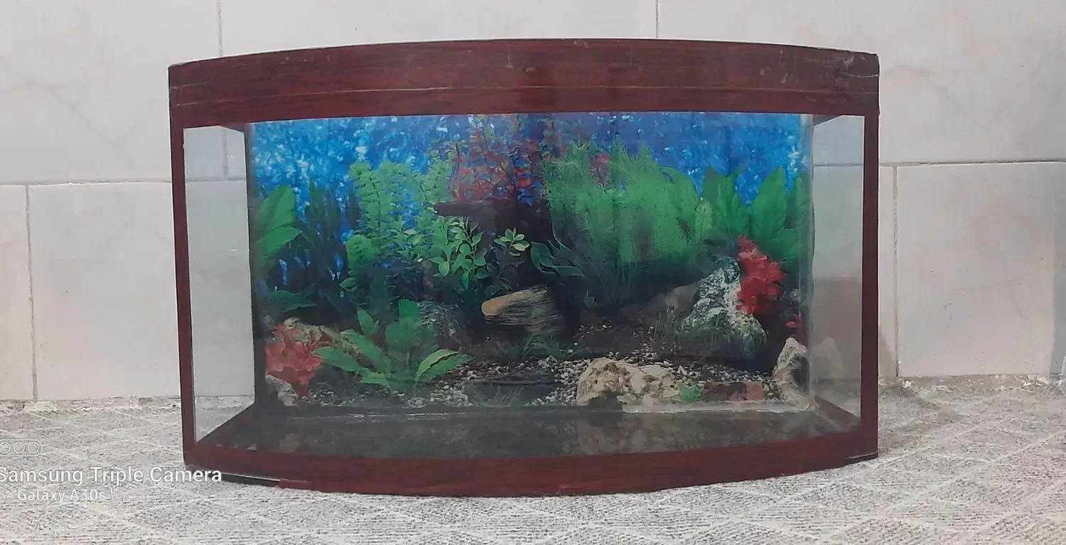 آکواریوم منحنی|ماهی|اقبالیه, |دیوار