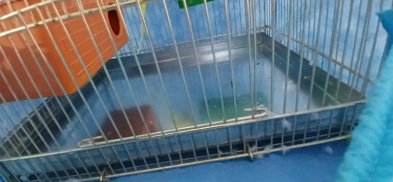 مرغ عشق|پرنده|گرمسار, |دیوار