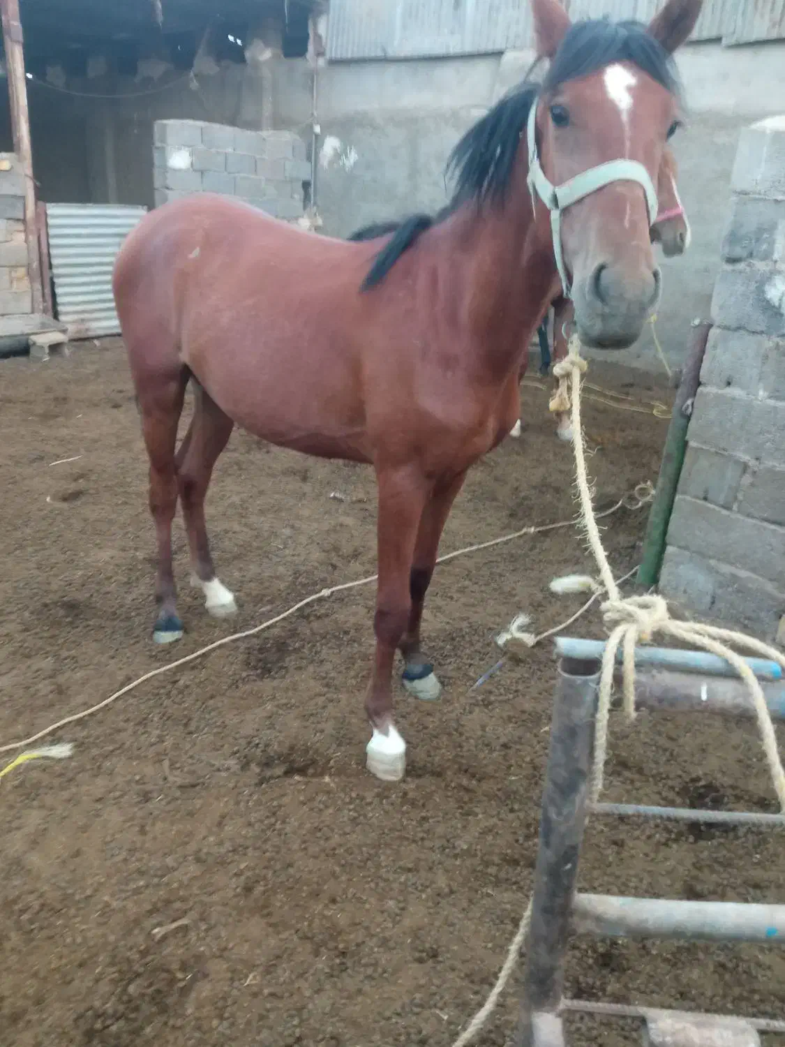 مادیان|اسب و تجهیزات اسب‌سواری|قم, جاده معدن|دیوار