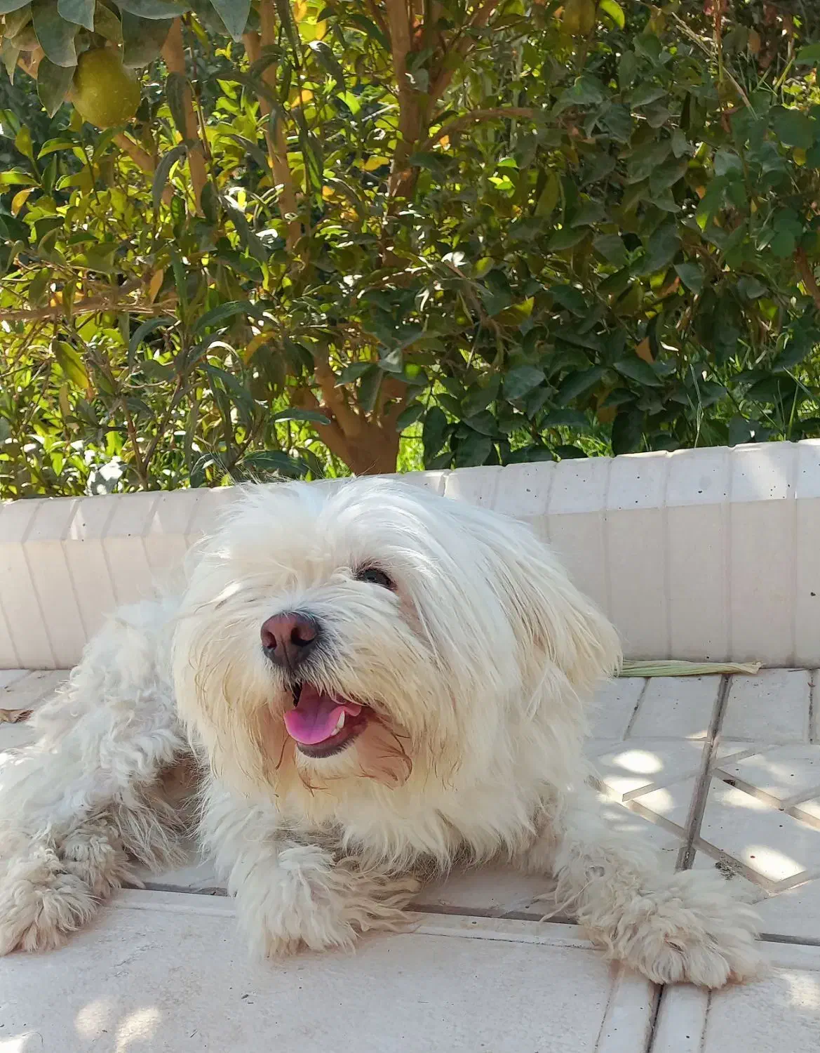 سگ خانگی نژاد شیتزو نر|سگ|دزفول, |دیوار