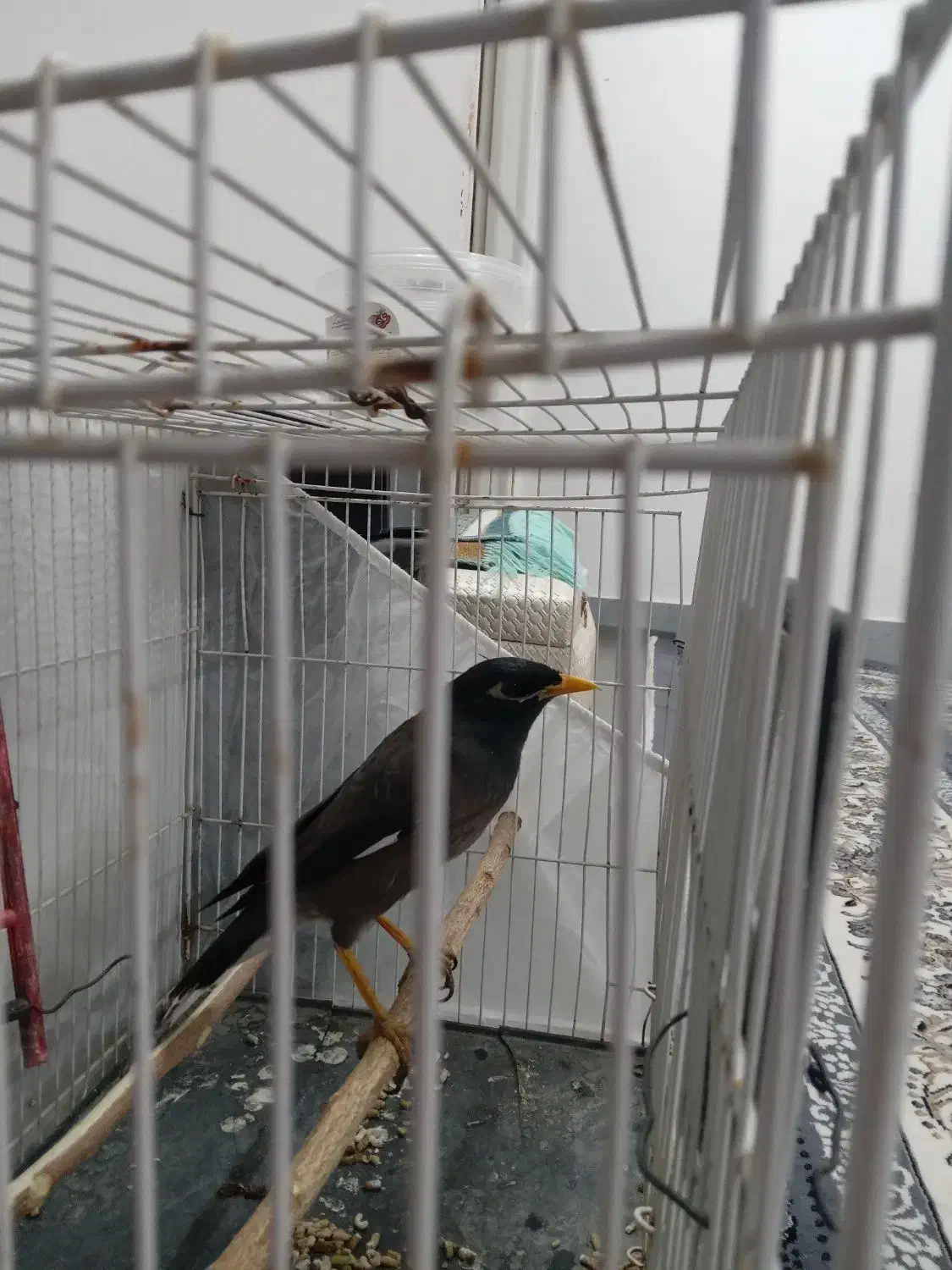 سلام یک عدد مینا ۶نیم ماهه  تازه به حرف آمده|پرنده|تایباد, |دیوار