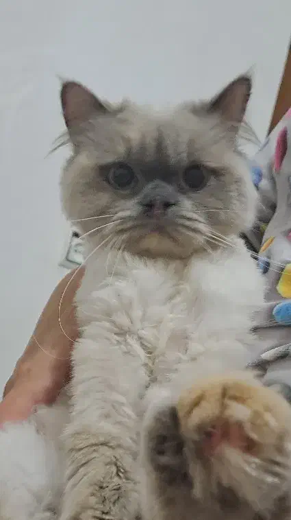 گربه ماده هیمالین|گربه|فرح آباد, |دیوار