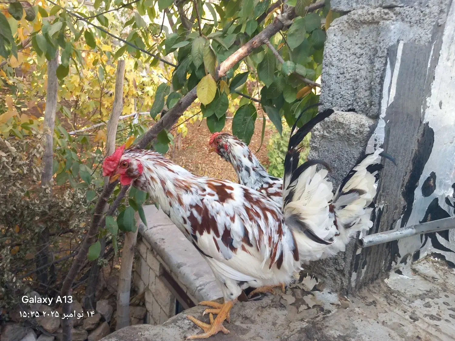 پنج عددخروس گلین|حیوانات مزرعه|پاوه, |دیوار