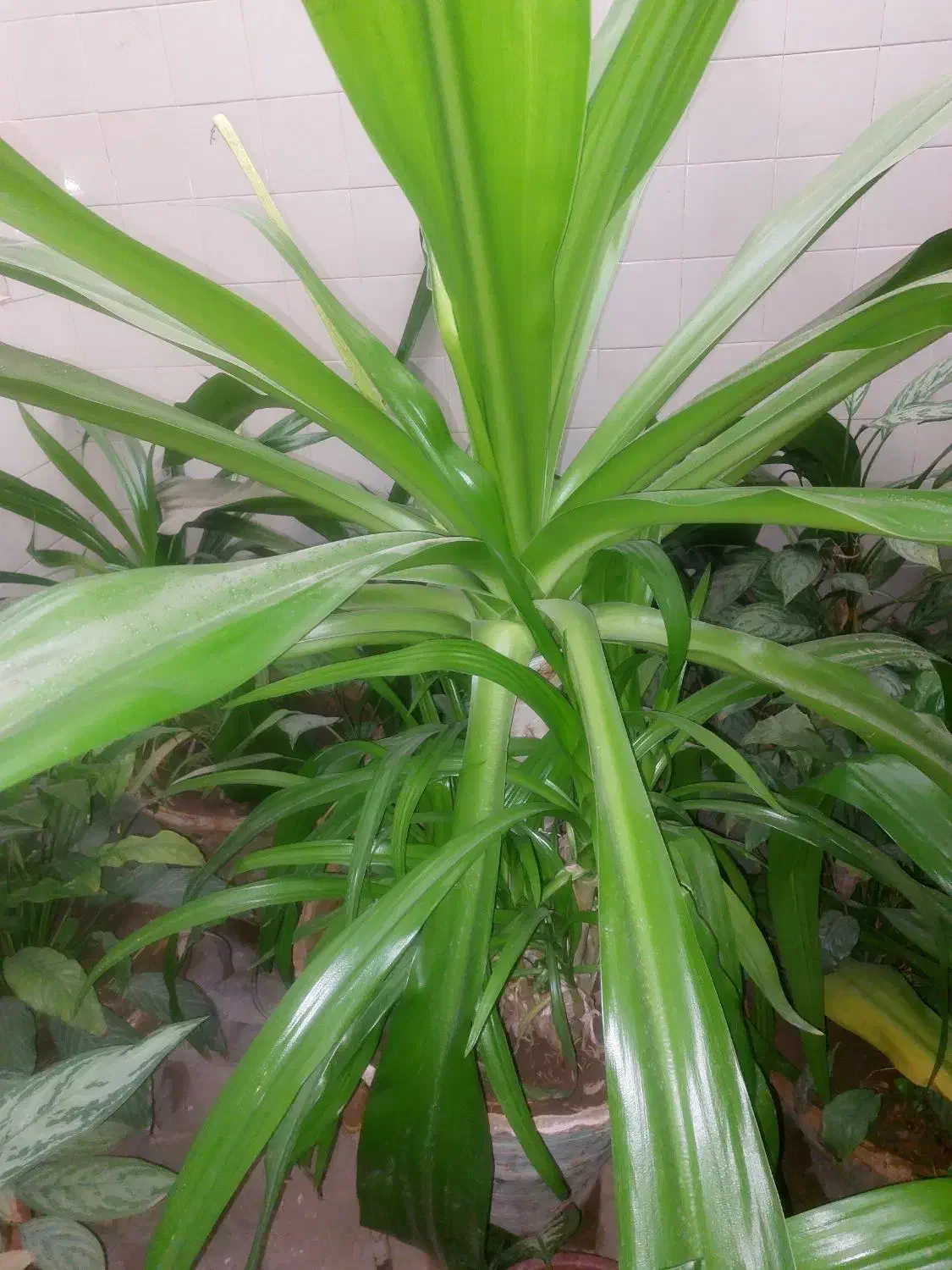 گل سوسن ۷ساله|گل و گیاه طبیعی|یزد, |دیوار