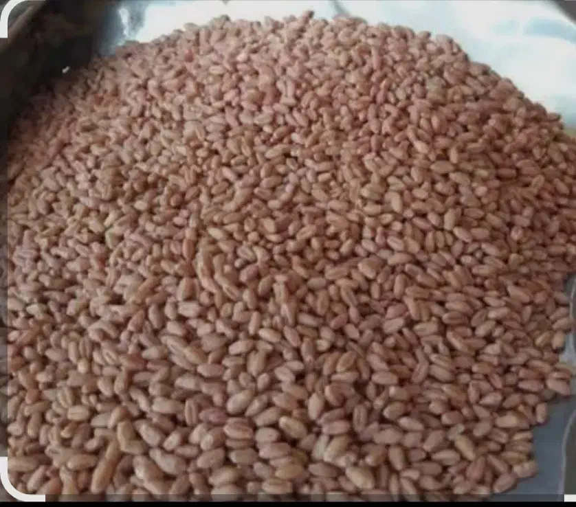گندم|خدمات باغبانی و درختکاری|جوانرود, |دیوار