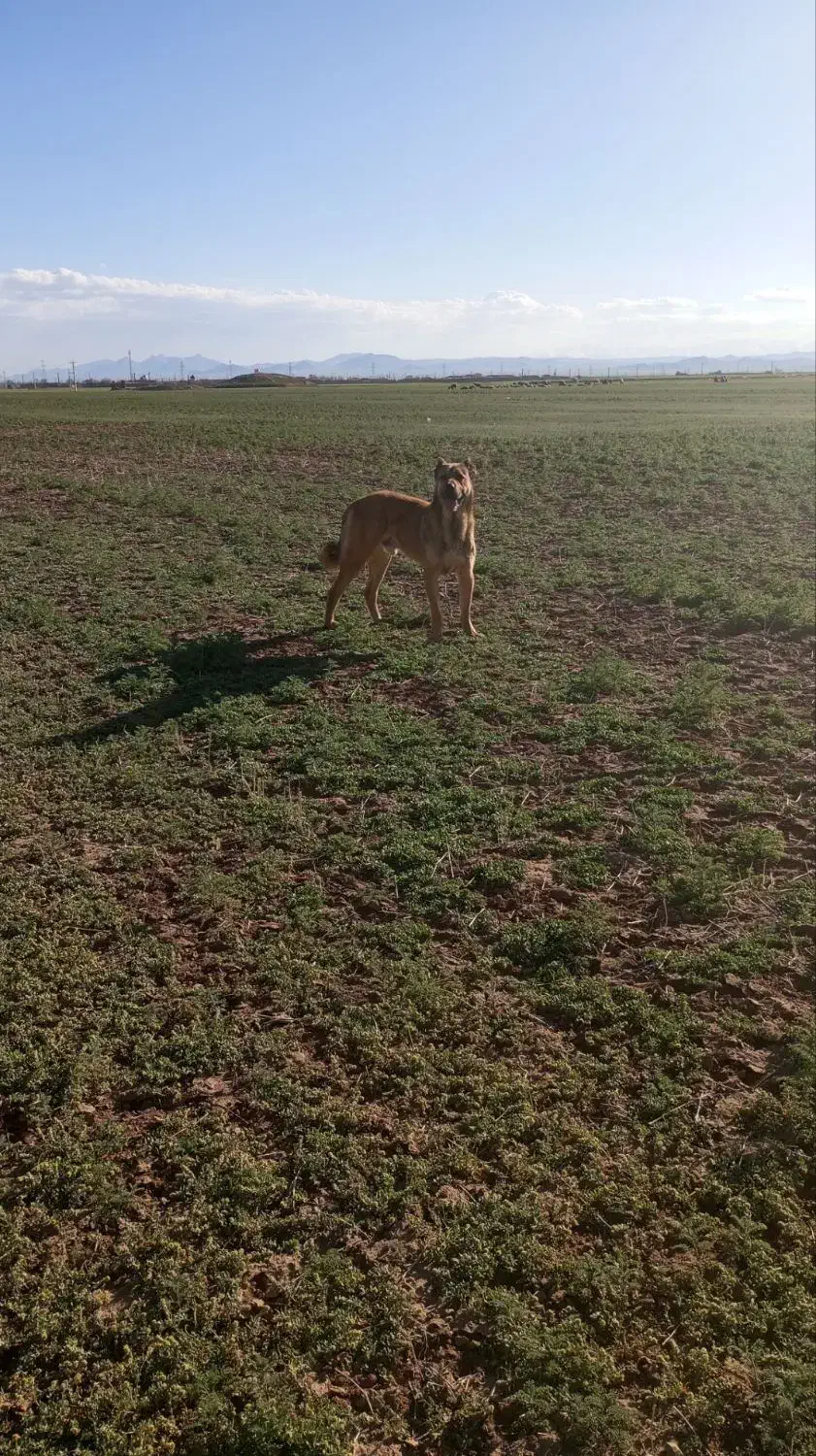 سگ سرابی|سگ|کبودرآهنگ, |دیوار