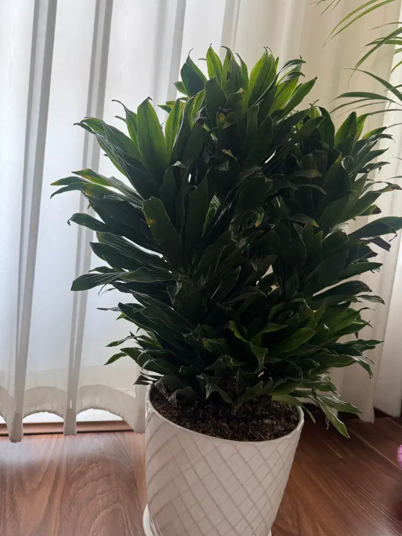 کامپکت 6تایی|گل و گیاه طبیعی|تهران, نیروی هوایی (پیروزی)|دیوار