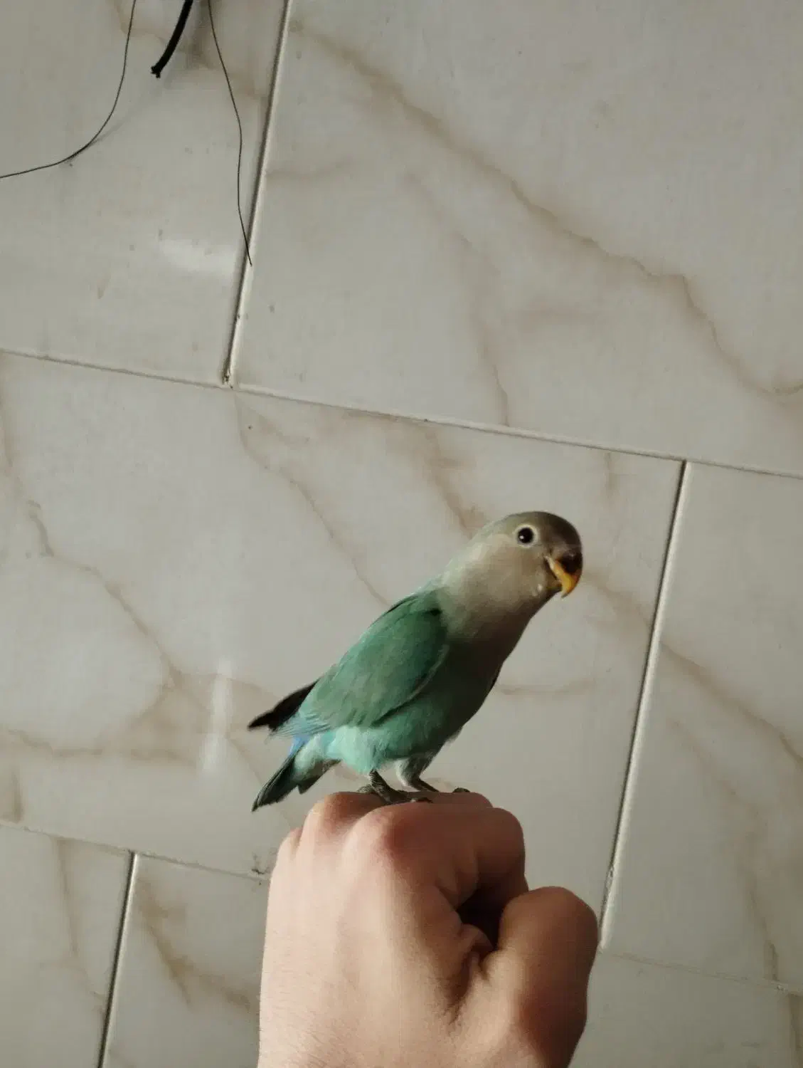 طوطی برزیلی|پرنده|مرند, |دیوار