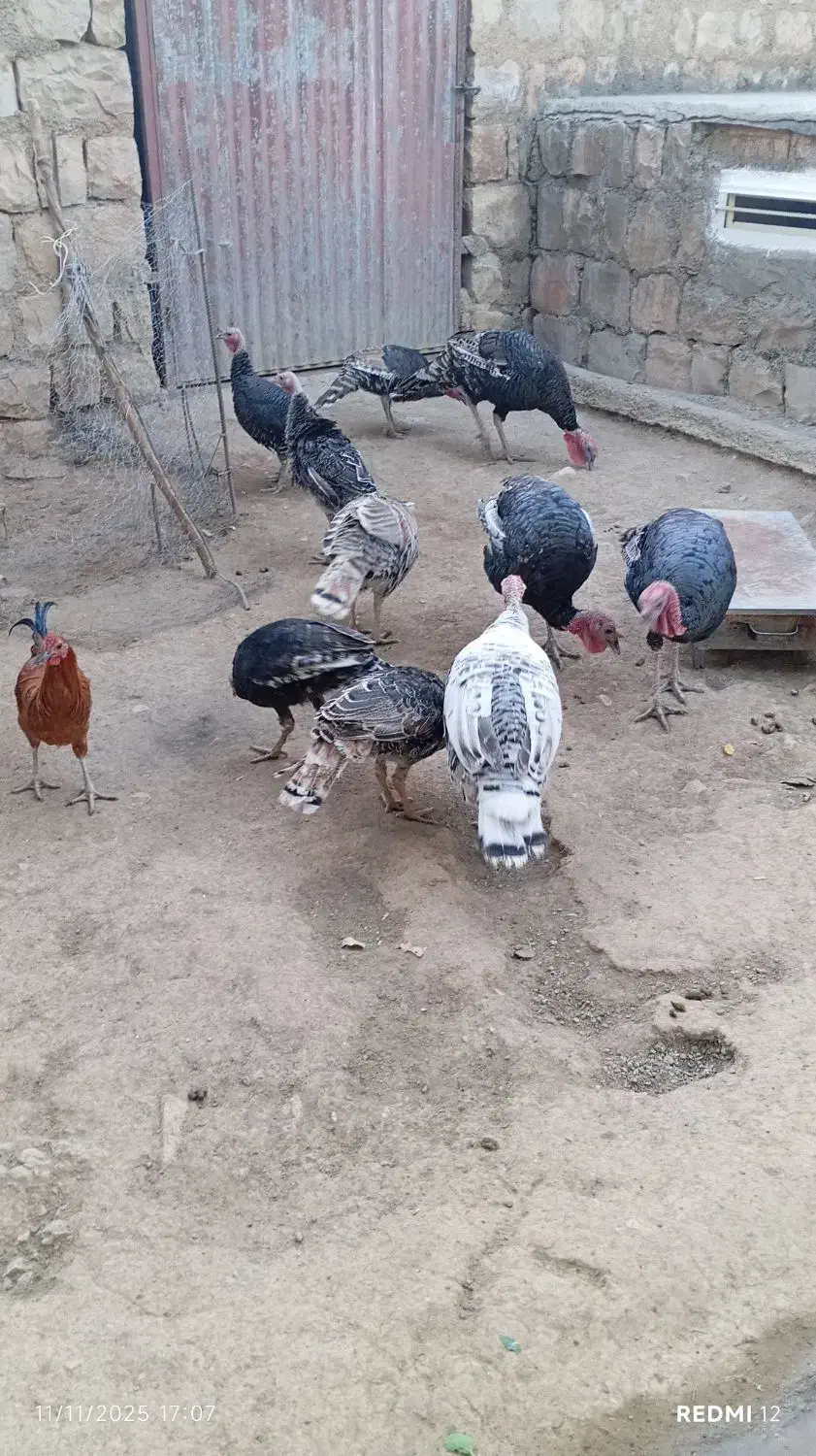 بوقلمون|حیوانات مزرعه|چگنی, |دیوار