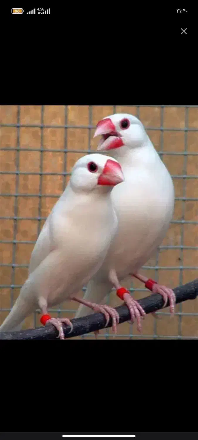 فنچ نرگسی مولد|پرنده|مشهد, شهرک مهر آباد|دیوار