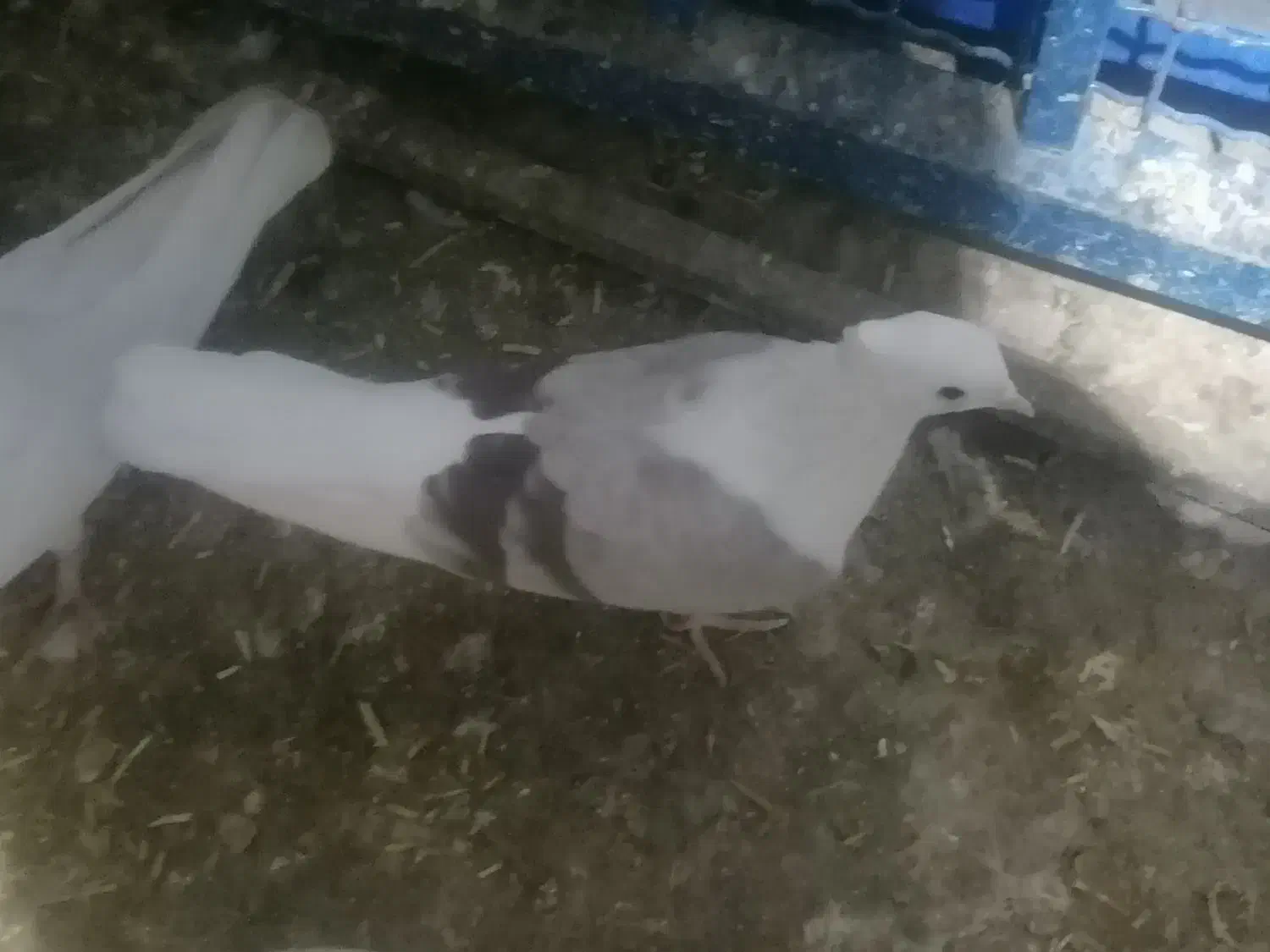 فروش کفتر کبوتر|پرنده|دورود, |دیوار