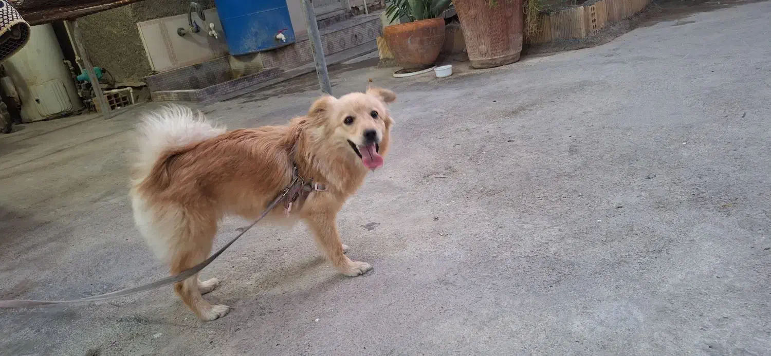 سگ شیتزو روباهی|سگ|بندر ماهشهر, |دیوار