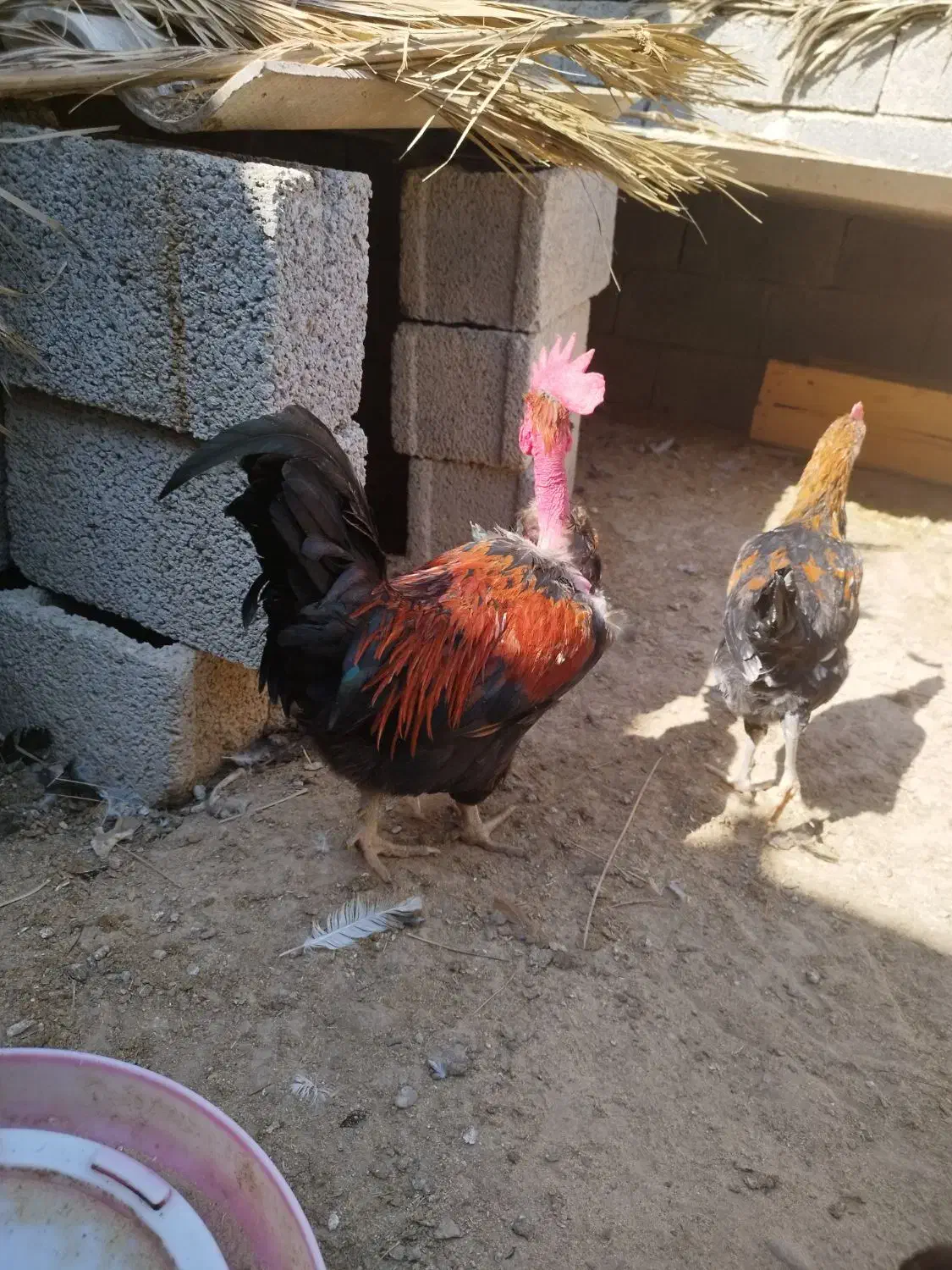 خروس پاکوتاه|حیوانات مزرعه|ریگ, |دیوار